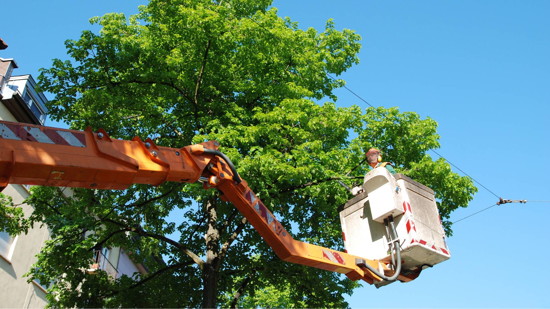 Man on crane in tree