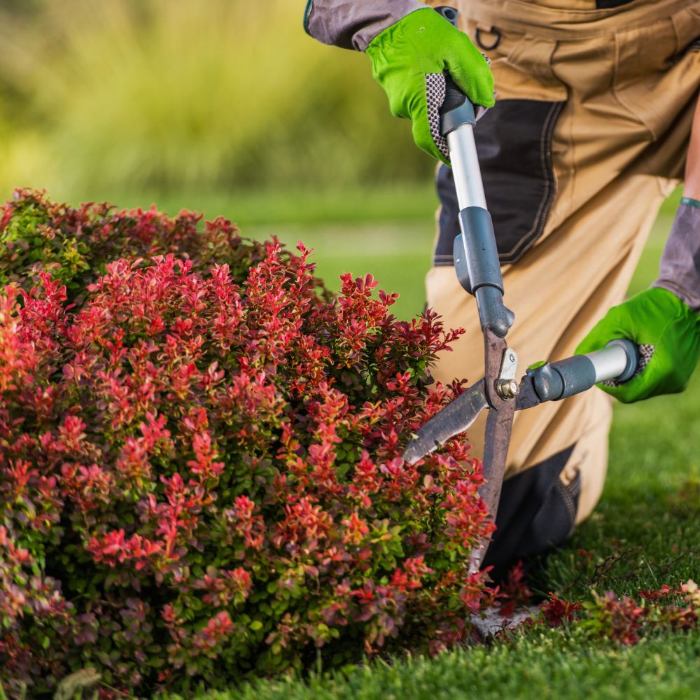 Person trimming tree 