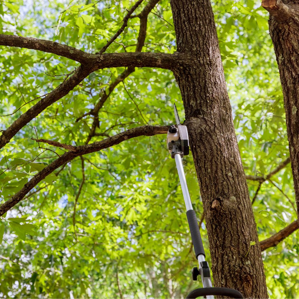 Tree cutting