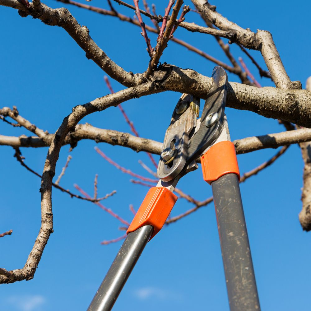 Tree cutting