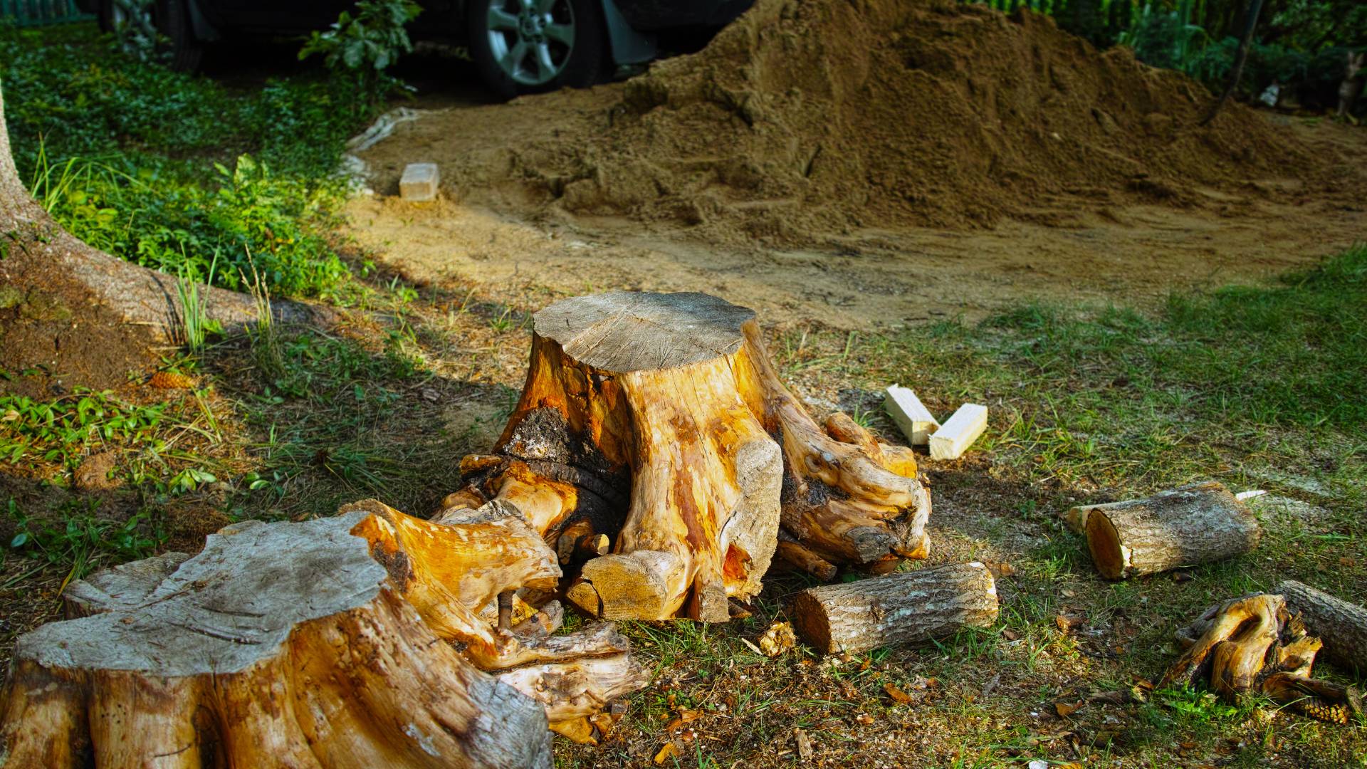 Tree stumps
