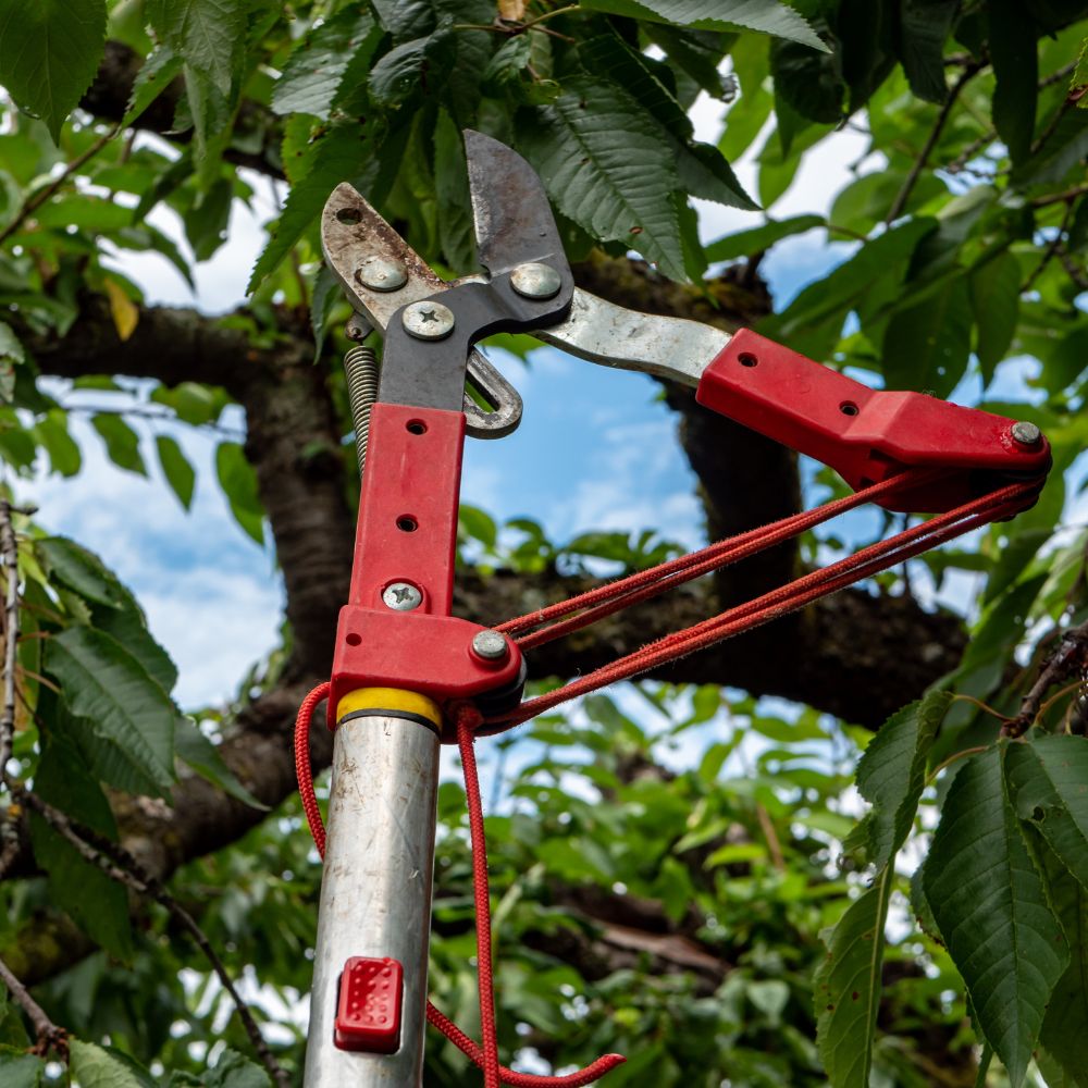 Tree trimming