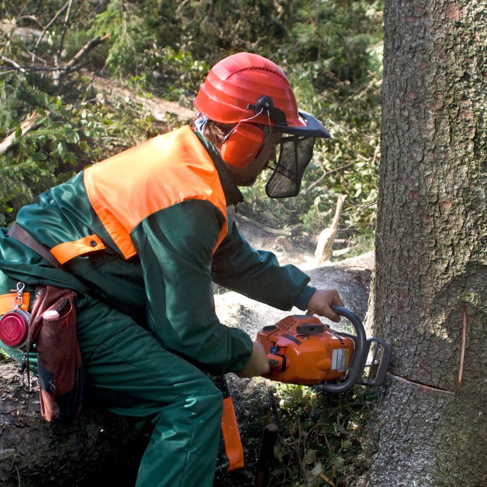 Worker cutting tree